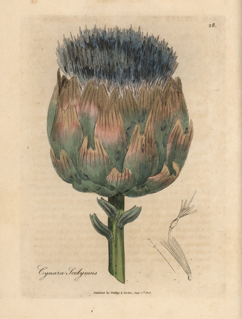 Sininen ja violetti kukkainen artisokka, Cynara scolymus tekijältä James Sowerby