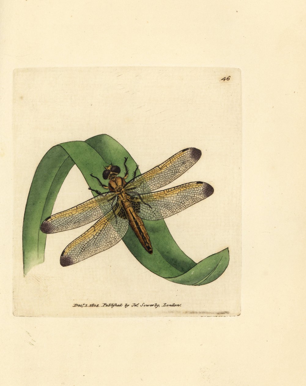 Sininen chaser, Libellula fulva (värjätty sudenkorento, Libellula conspurcata). James Sowerbyn käsinvärinen kuparikaiverrus The British Miscellanysta tai värillisiä hahmoja uusista, harvinaisista tai vähän tunnetuista eläimistä. tekijältä James Sowerby