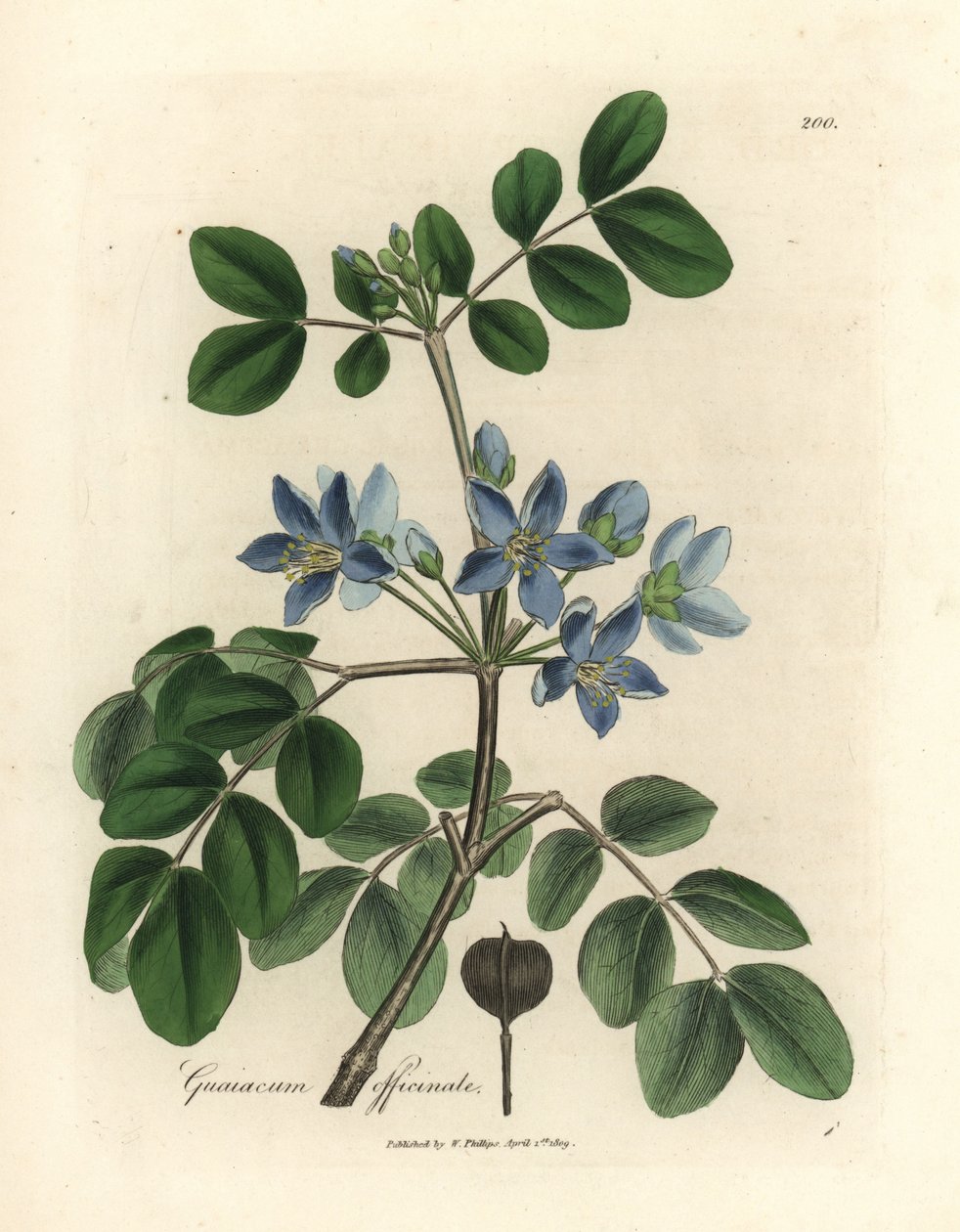 Sinikukkainen Guaiacum officinale tekijältä James Sowerby
