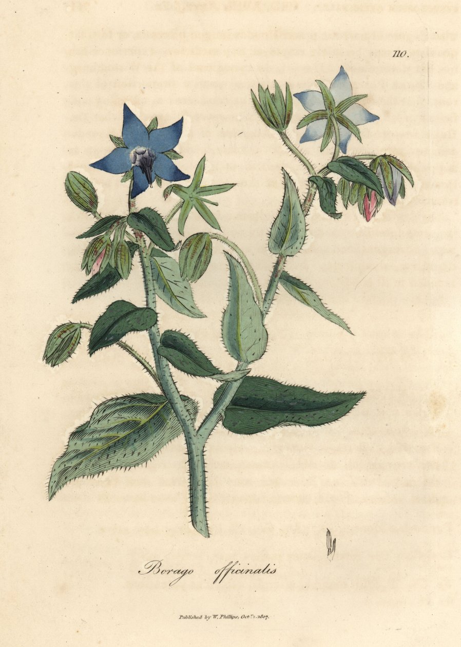 Sinikukkainen purasruoho, Borago officinalis tekijältä James Sowerby