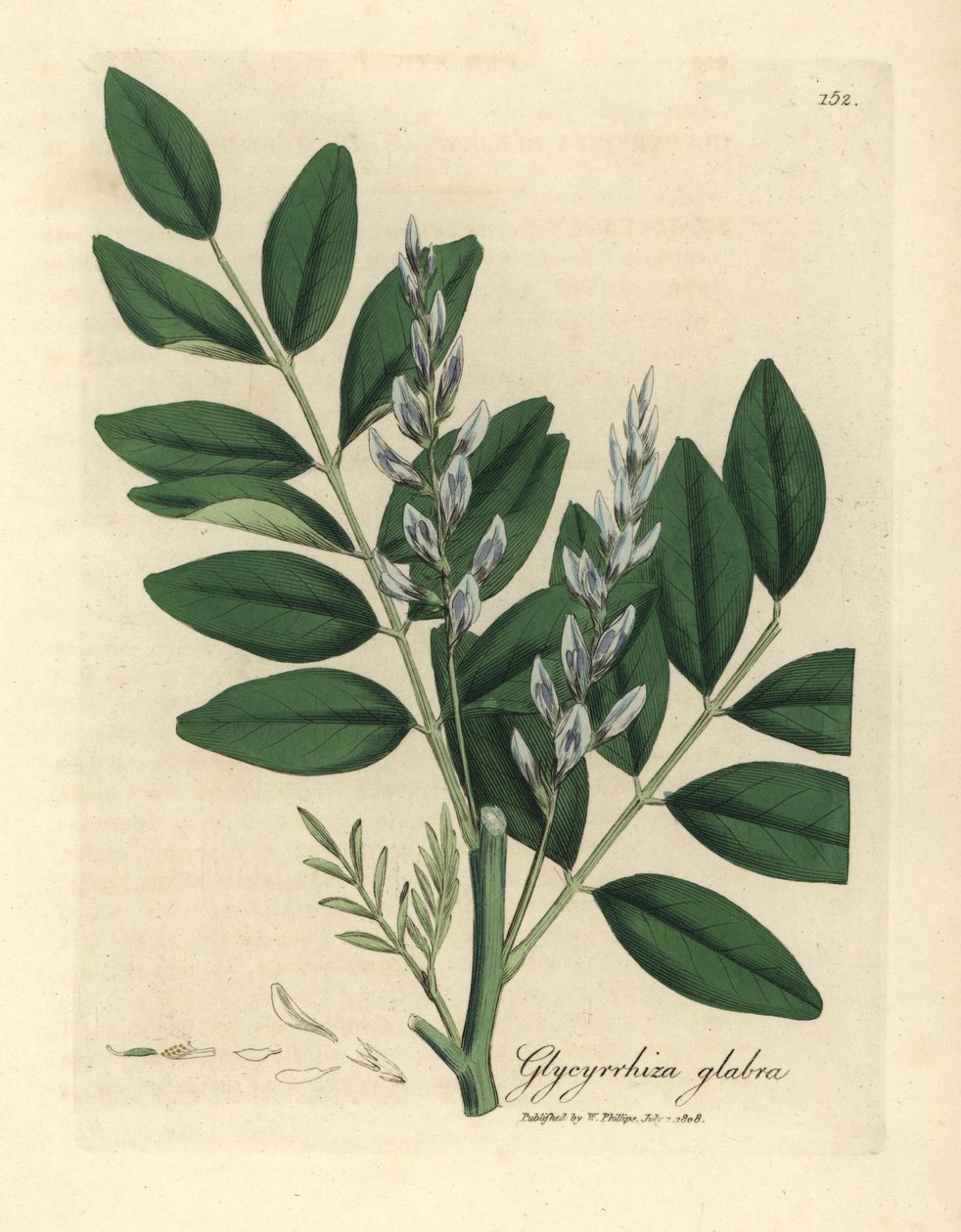 Sinikukkainen lakritsi, Glycyrrhiza glabra tekijältä James Sowerby