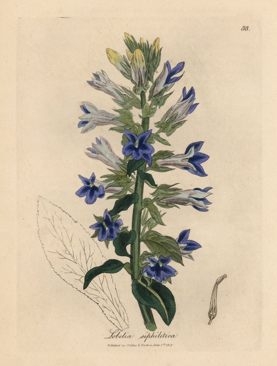 Sinikukkainen lobelia tai kardinaalikukka, Lobelia siphilitica tekijältä James Sowerby