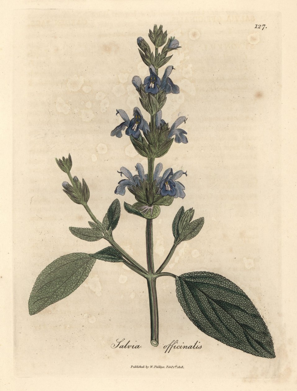 Sinikukkainen salvia, Salvia officinalis tekijältä James Sowerby