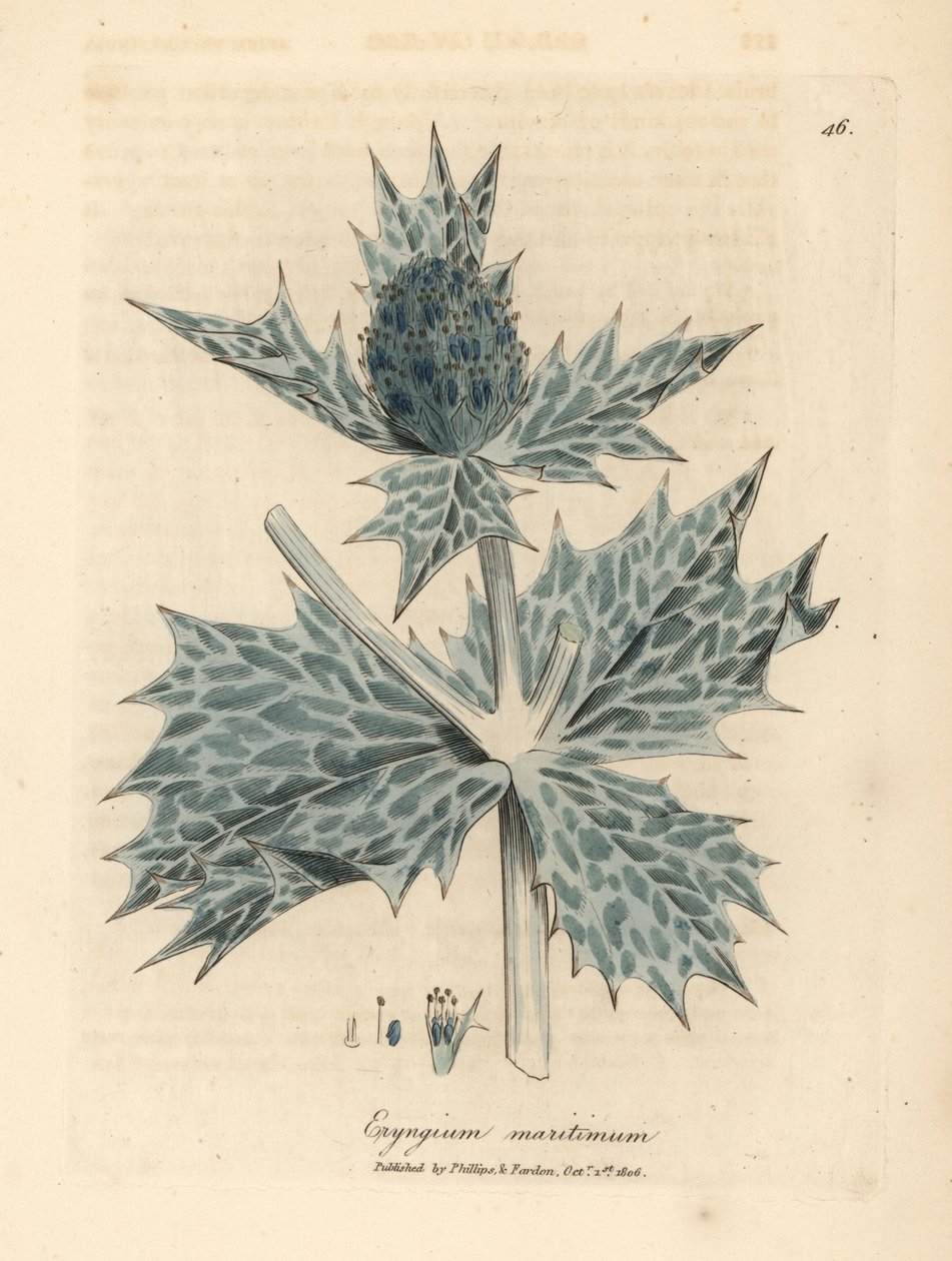 Sinikukkainen meriholly tai eryngo, Eryngium maritinum tekijältä James Sowerby