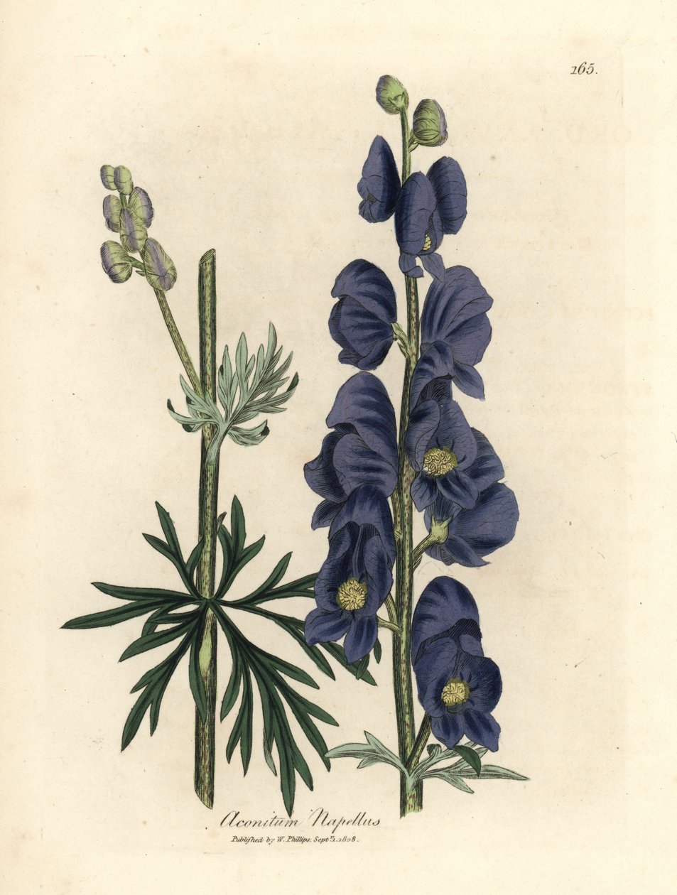 Sinikukkainen suden viiri tai munkin huppu, Aconitum napellus tekijältä James Sowerby