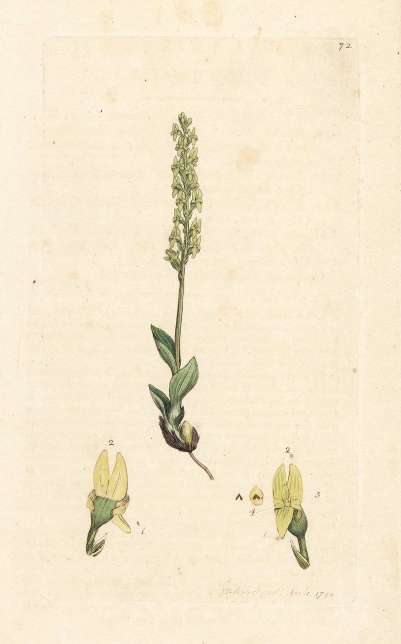 Suoorkidea, Hammarbya paludosa (Marsh tway-blade, Malaxis paludosa). Käsinvärinen kuparikaiverrus James Sowerbyn kuvituksen jälkeen James Smithin Englannin kasvitieteellisestä lehdestä Lontoossa tekijältä James Sowerby