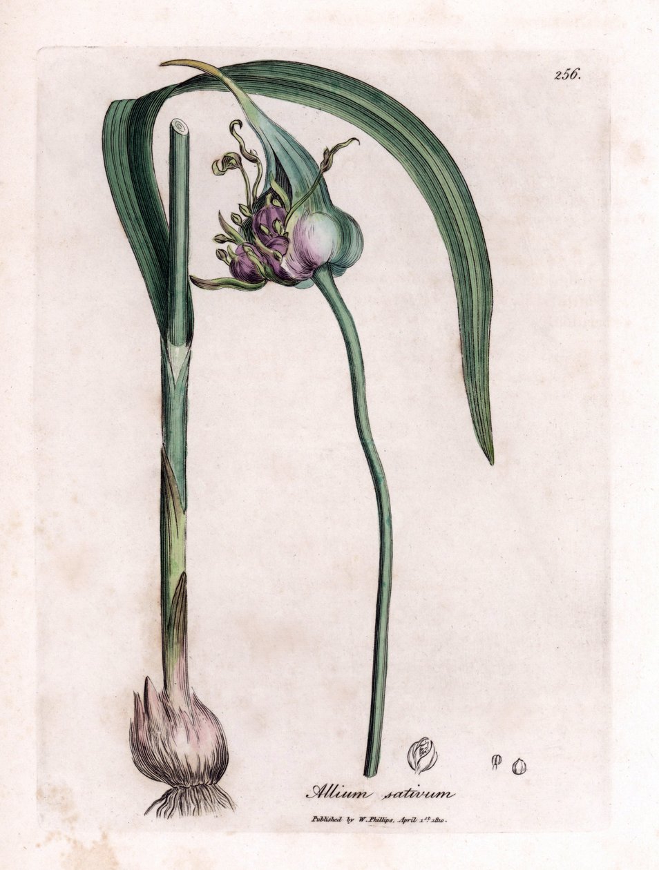 Kasvitieteellinen taulu: Viljely valkosipuli (Allium sativum), jossa näkyy sipulia, lehtiä ja violetteja kukkia. Käsinvärjätty kuparikaiverrus James Sowerbyn kuvituksesta. Ote William Woodvillen ja Sir William Jackson Hookerin kirjasta "" Botanique medic tekijältä James Sowerby