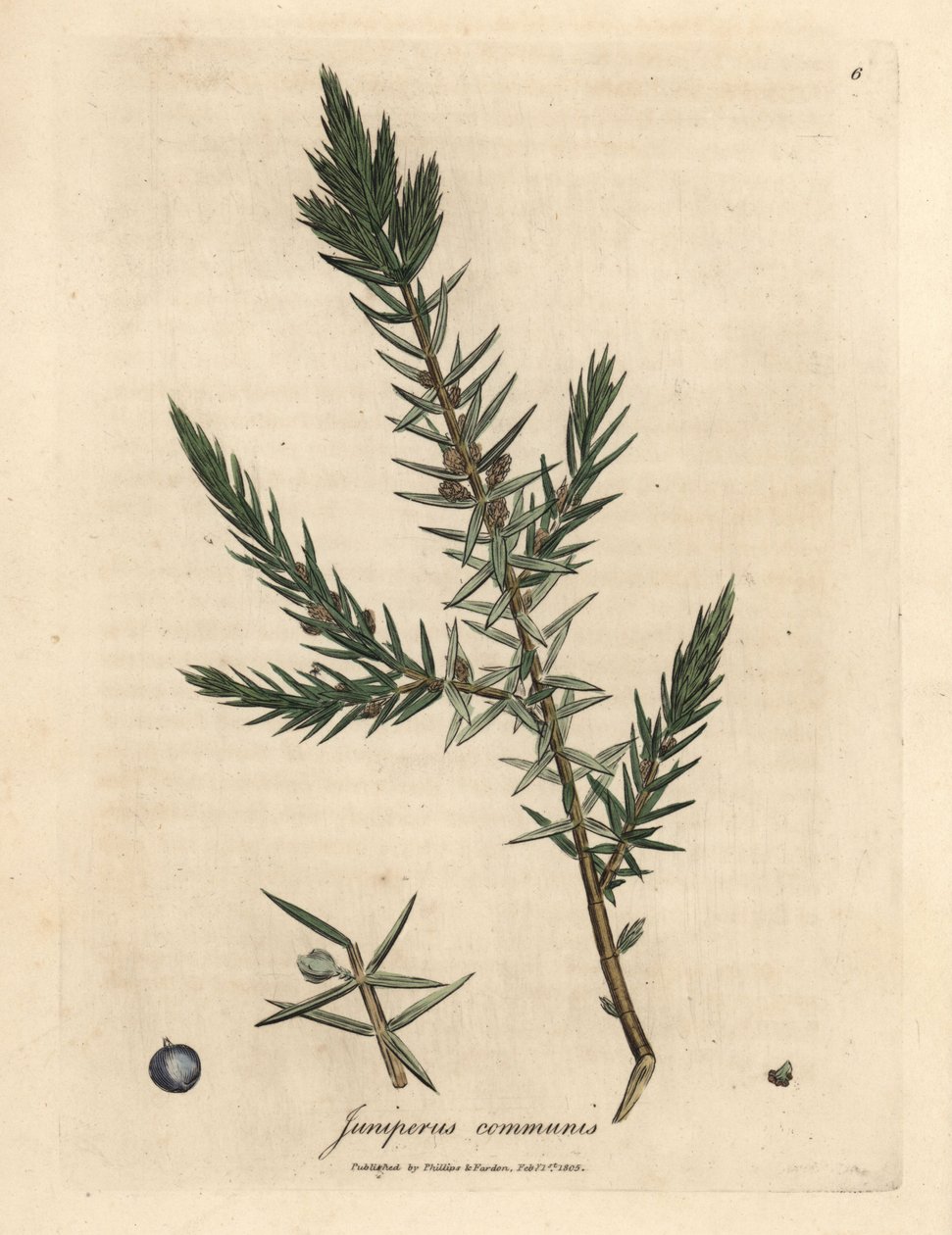 Tavallisen katajan, Juniperus communis, oksa ja marjat tekijältä James Sowerby