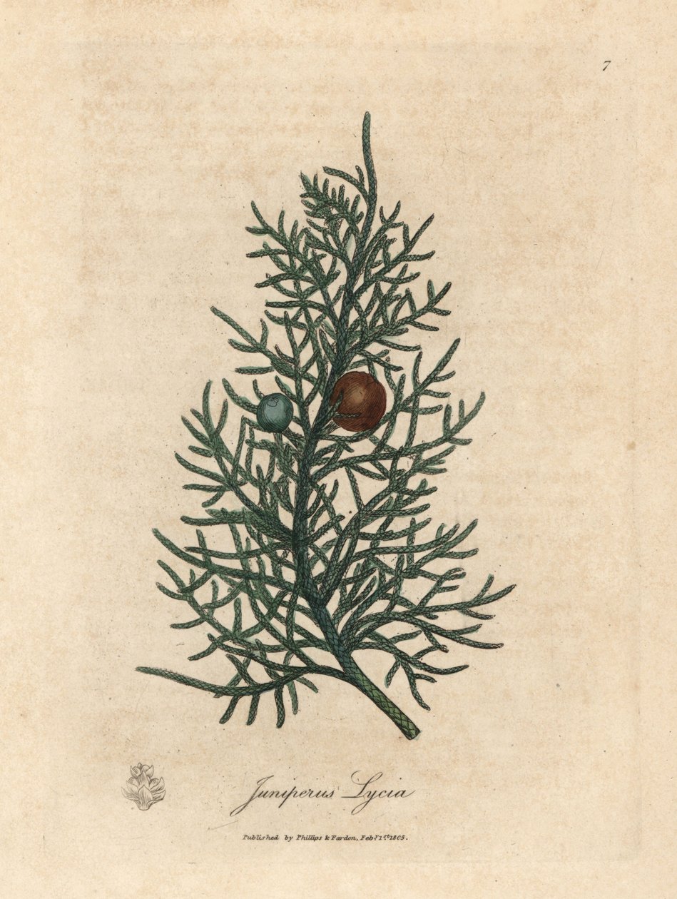 Setripuun, Juniperus lycian, oksa ja marjat tekijältä James Sowerby