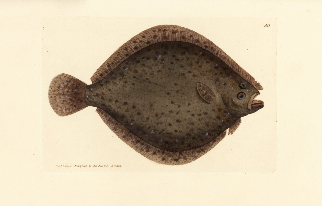Brill tai leijakala, Scophthalmus rhombus (Pleuronectes rhombus). James Sowerbyn käsinvärinen kuparikaiverrus The British Miscellanysta tai värillisiä hahmoja uusista, harvinaisista tai vähän tunnetuista eläimistä. tekijältä James Sowerby