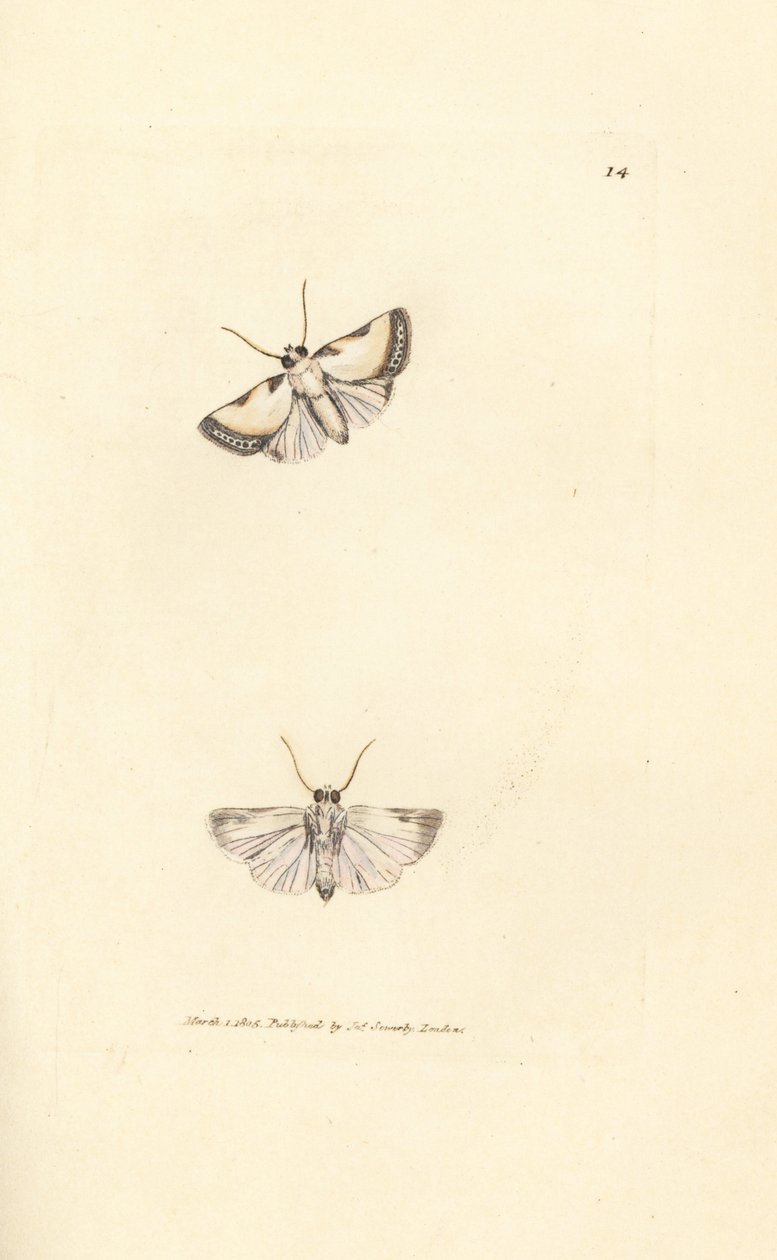 Brixton Beauty, Acontia nitidula (Phalaena catena). James Sowerbyn käsinvärinen kuparikaiverrus The British Miscellanysta tai värillisiä hahmoja uusista, harvinaisista tai vähän tunnetuista eläimistä. tekijältä James Sowerby