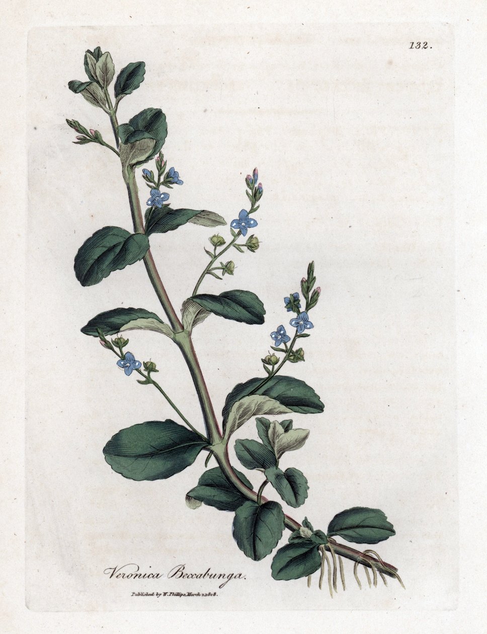 Brooklime speedwell, Veronica beccabunga. Käsinvärinen kuparilevykaiverrus James Sowerbyn kasvitieteellisestä kuvituksesta William Woodvillesta ja Sir William Jackson Hookerin "" Medical Botany" -teoksesta, John Bohn, Lontoo tekijältä James Sowerby