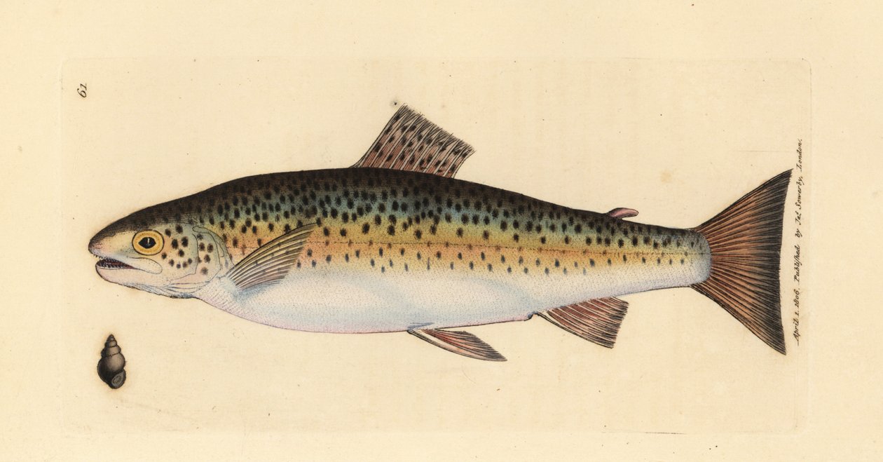 Taimen, Salmo trutta fario (Gillaroo trout, Salmo fario). James Sowerbyn käsinvärinen kuparikaiverrus The British Miscellanysta tai värillisiä hahmoja uusista, harvinaisista tai vähän tunnetuista eläimistä. tekijältä James Sowerby