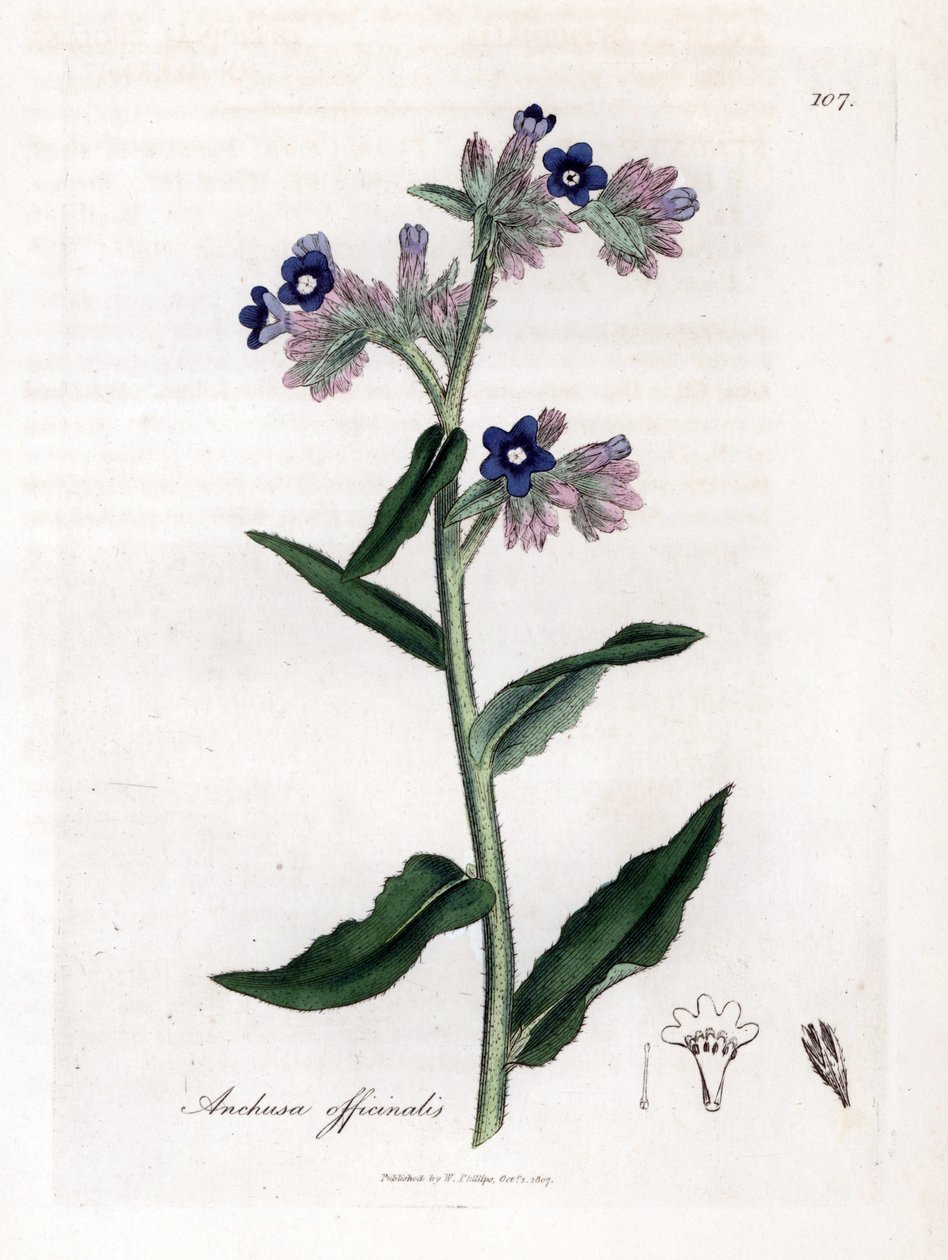 Bugloss officinale - Bugloss, Anchusa officinalis. Käsinvärinen kuparilevykaiverrus James Sowerbyn kasvitieteellisestä kuvituksesta William Woodvillesta ja Sir William Jackson Hookerin "" Medical Botany" -teoksesta, John Bohn, Lontoo tekijältä James Sowerby