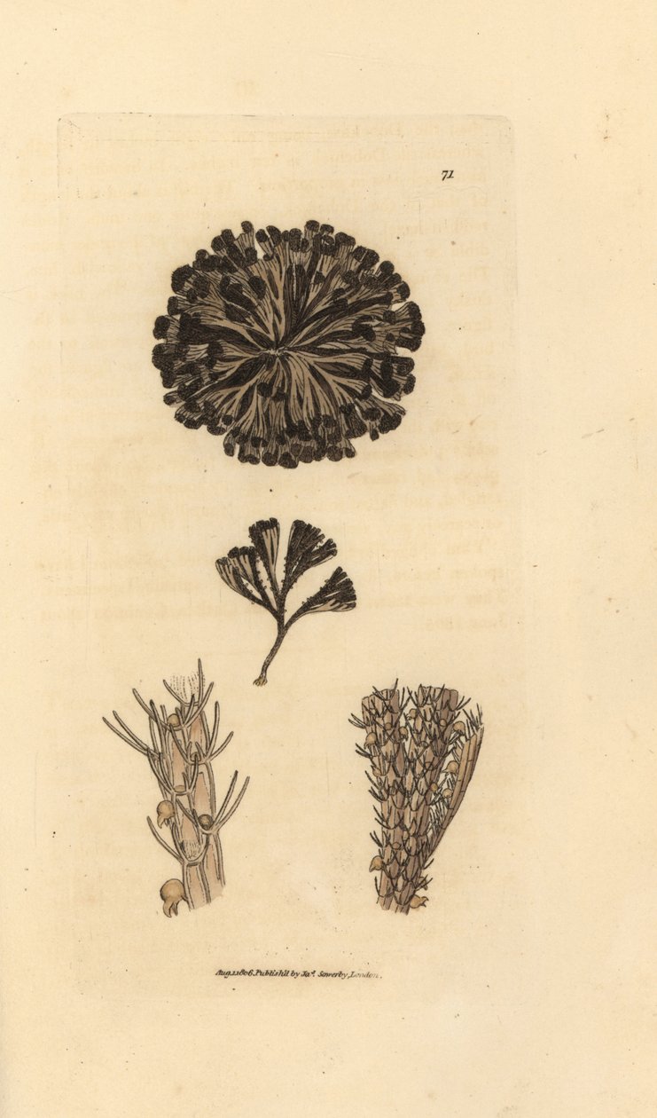 Bugulina avicularia (Flustra avicularis). James Sowerbyn käsinvärinen kuparikaiverrus The British Miscellanysta tai värillisiä hahmoja uusista, harvinaisista tai vähän tunnetuista eläimistä. tekijältä James Sowerby