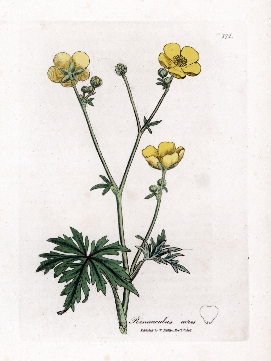 Buttercup tai Button d