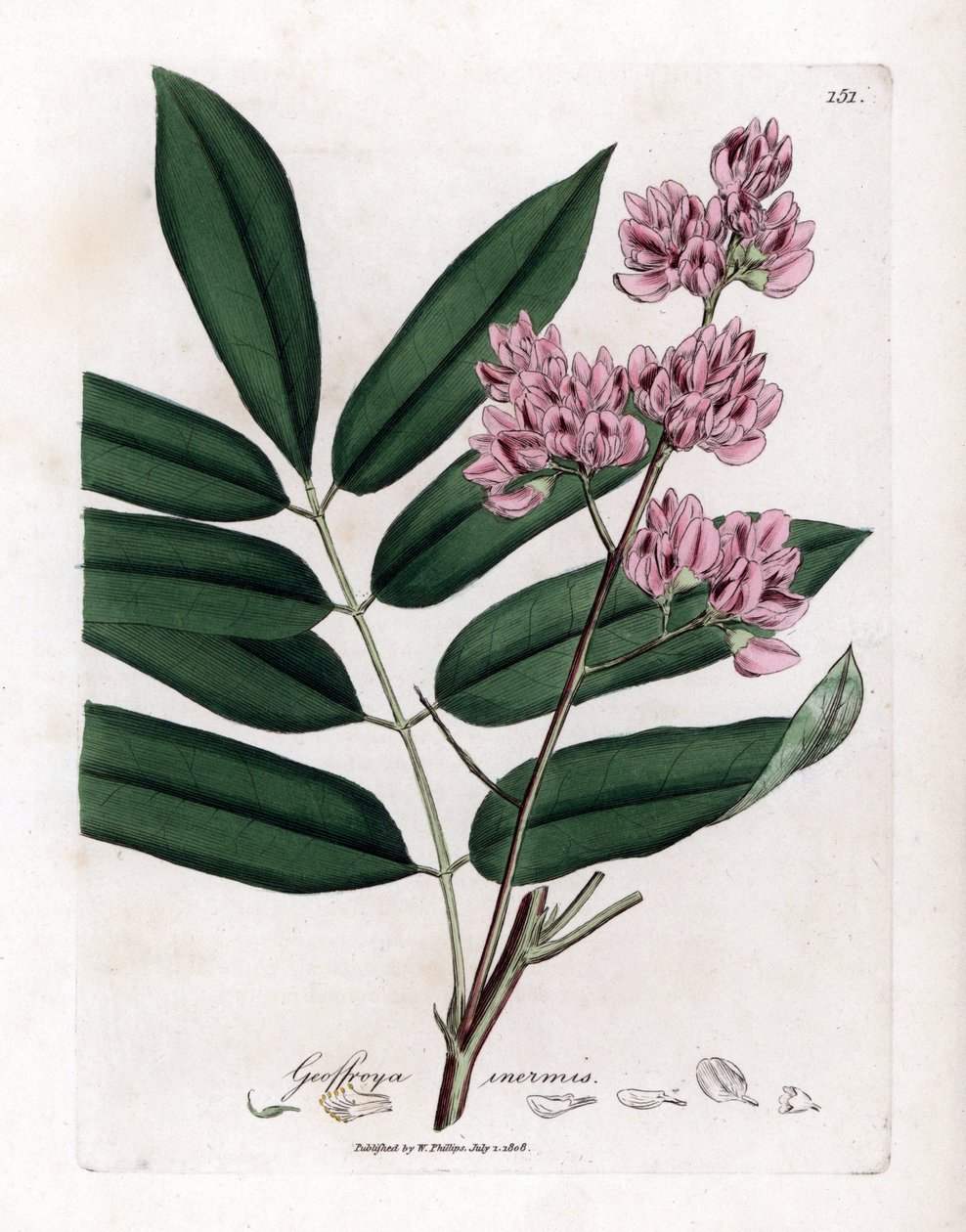 Kaalipuu tai kaalin kuori - Kaalipuu, Andira inermis. Käsinvärinen kuparilevykaiverrus James Sowerbyn kasvitieteellisestä kuvituksesta William Woodvillesta ja Sir William Jackson Hookerin "" Medical Botany" -teoksesta, John Bohn, Lontoo tekijältä James Sowerby