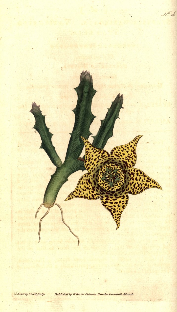 Kaktustärkkelys - Orbea variegata (Variegated stapelia, Stapelia variegata). James Sowerbyn käsinvärinen kuparikaiverrus ja kasvitieteellinen kuvitus William Curtisin The Botanical Magazinesta, Lambeth Marsh, Lontoo tekijältä James Sowerby
