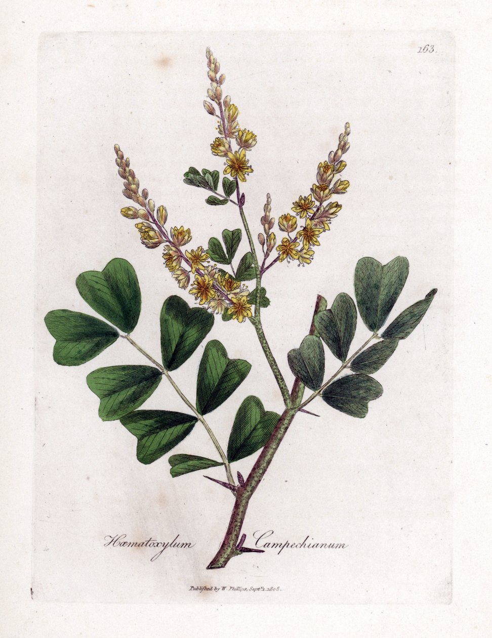 Kampeche tai kampeche-puu - Logwood, Haematoxylum campechianum. Käsinvärinen kuparilevykaiverrus James Sowerbyn kasvitieteellisestä kuvituksesta William Woodvillesta ja Sir William Jackson Hookerin "" Medical Botany" -teoksesta, John Bohn, Lontoo tekijältä James Sowerby