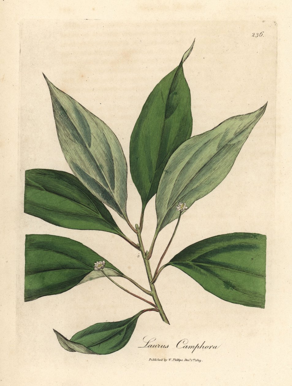 Kamferipuu, Laurus camphora tekijältä James Sowerby