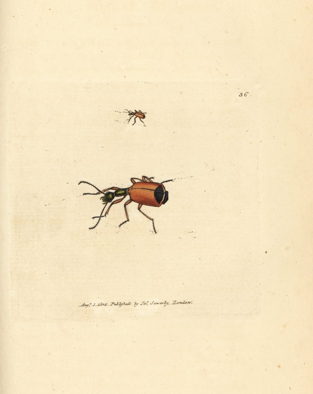 Carabus rotundicollis -kuoriainen. James Sowerbyn käsinvärinen kuparikaiverrus The British Miscellanysta tai värillisiä hahmoja uusista, harvinaisista tai vähän tunnetuista eläimistä. tekijältä James Sowerby