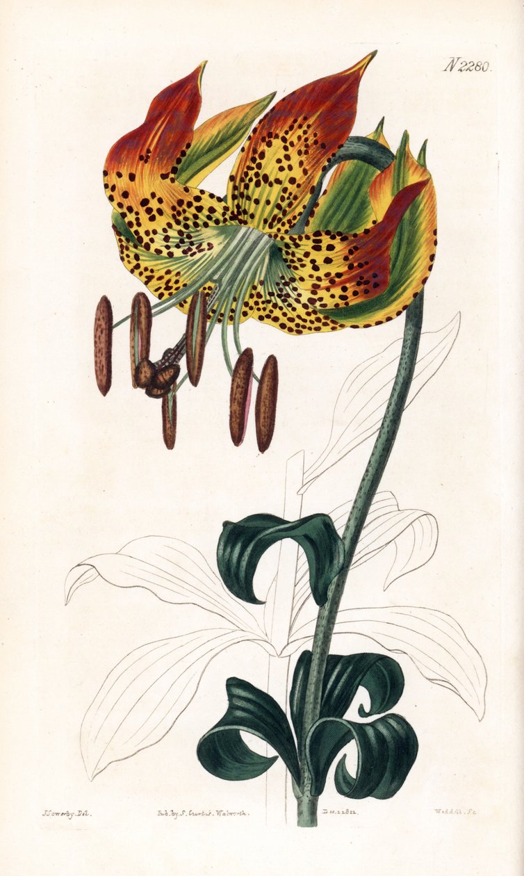 Carolina lily - Carolina lily, Lilium michauxii (Carolina martagon lily, Lilium carolinianum). Weddellin käsinvärinen kuparikaiverrus James Sowerbyn kuvituksen jälkeen Samuel Curtisin "" Botanical Magazine -lehdestä, Lontoo tekijältä James Sowerby