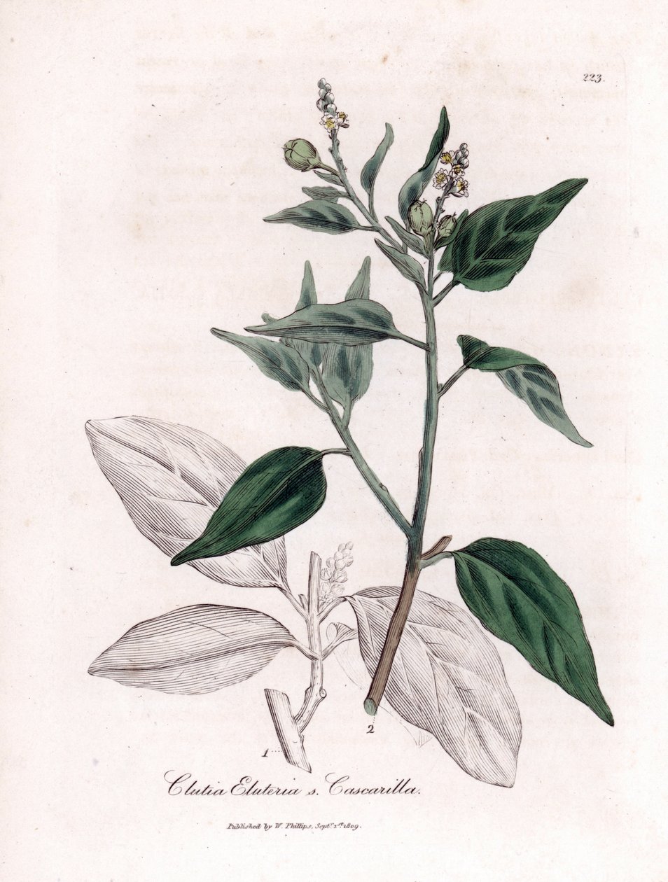 Cascarille officinale tai pehmeä tai faux quinquina -puu - Cascarilla, Croton (Clutia) eluteria. Käsinvärinen kuparikaiverrus James Sowerbyn kasvitieteellisestä kuvituksesta William Woodvillesta ja Sir William Jackson Hookerin "" Medical Botany" -kirjasta, tekijältä James Sowerby