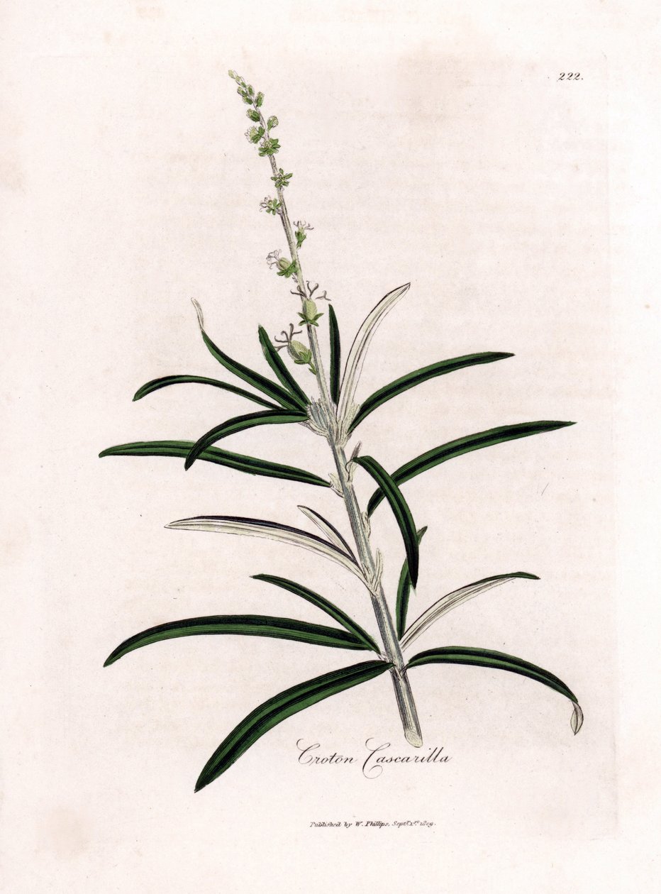 Cascarille officinale tai pehmeä puu tai faux quinquina - Cascarilla, Croton eluteria. Käsinvärinen kuparilevykaiverrus James Sowerbyn kasvitieteellisestä kuvituksesta William Woodvillesta ja Sir William Jackson Hookerin "" Medical Botany" -teoksesta, John tekijältä James Sowerby