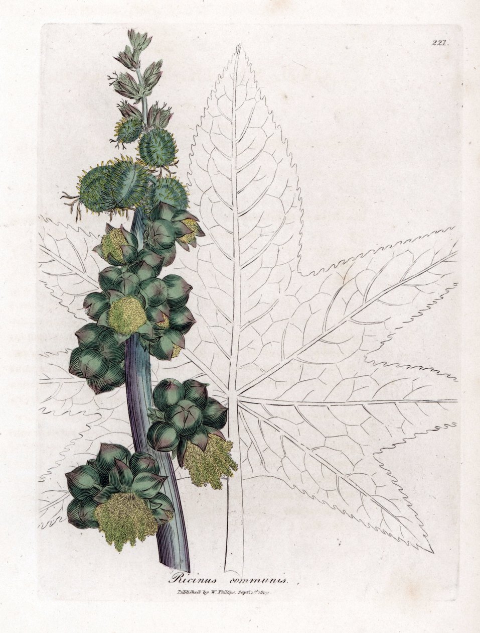 Risiini - Risiiniöljykasvi, Ricinus communis. Käsinvärinen kuparilevykaiverrus James Sowerbyn kasvitieteellisestä kuvituksesta William Woodvillesta ja Sir William Jackson Hookerin "" Medical Botany" -teoksesta, John Bohn, Lontoo tekijältä James Sowerby