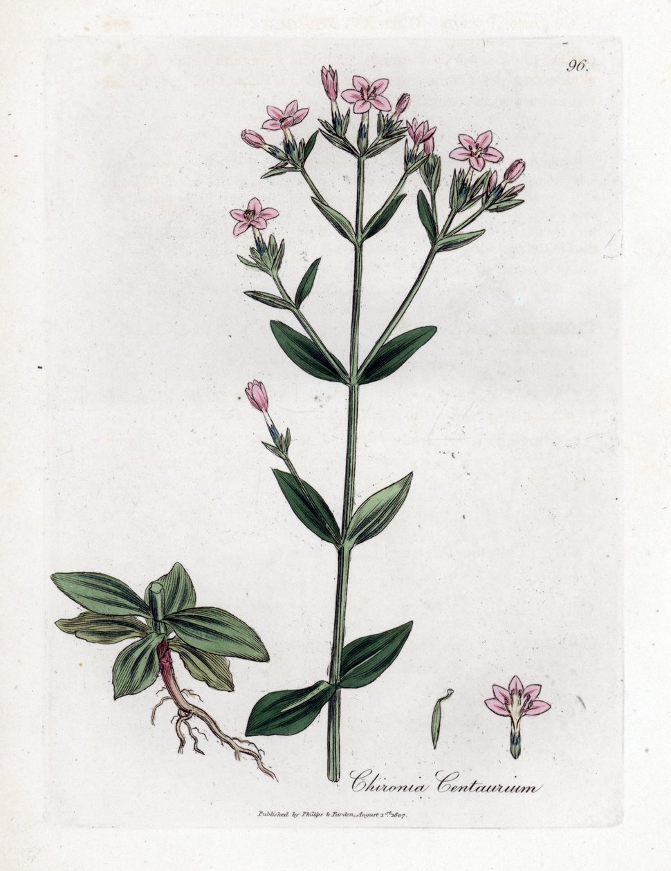 Centaury Chironia - Centaury, Chironia centaurium. Käsinvärinen kuparilevykaiverrus James Sowerbyn kasvitieteellisestä kuvituksesta William Woodvillesta ja Sir William Jackson Hookerin "" Medical Botany" -teoksesta, John Bohn, Lontoo tekijältä James Sowerby