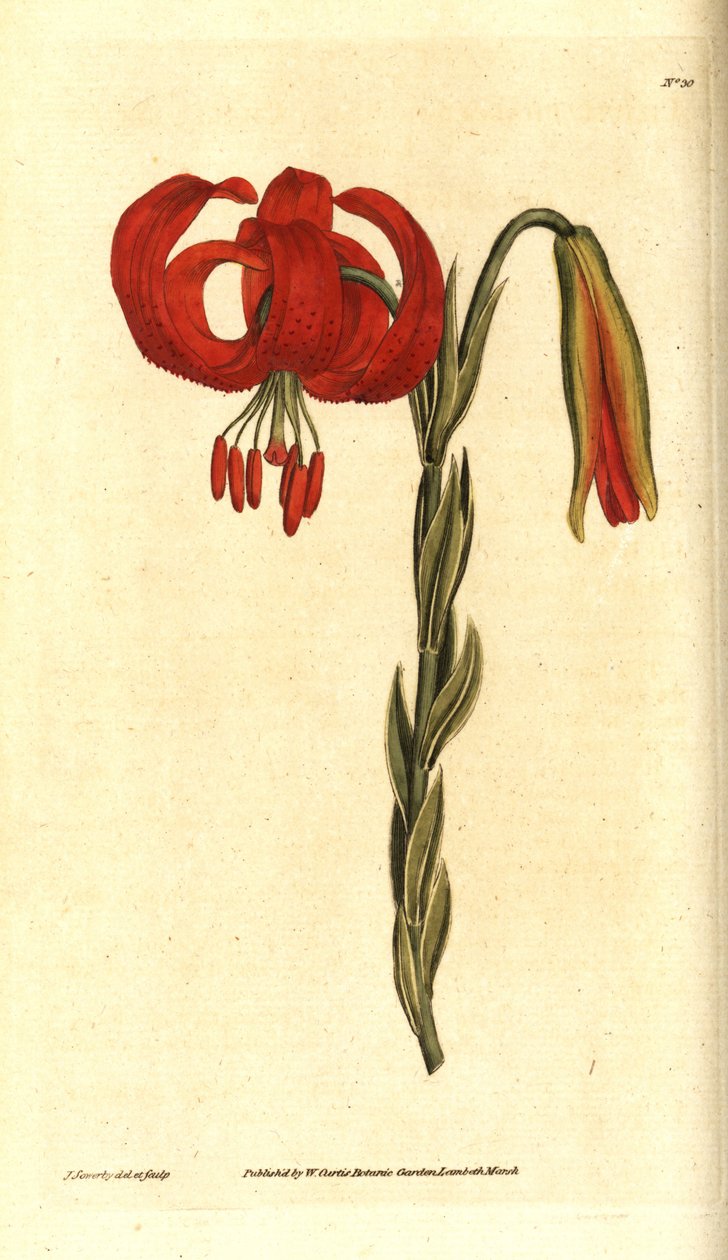 Kalkedoninen lilja - Kalkedoninen lilja, Lilium chalcedonicum. James Sowerbyn käsinvärinen kuparikaiverrus ja kasvitieteellinen kuvitus William Curtisin The Botanical Magazinesta, Lambeth Marsh, Lontoo tekijältä James Sowerby