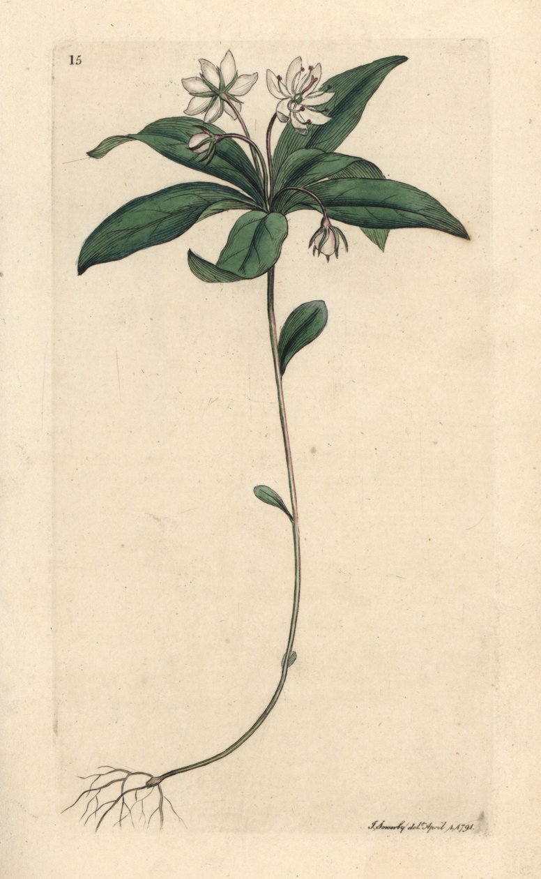 Chickweed talvivihreä, Lysimachia europaea (Trientalis europaea) (Trientale d