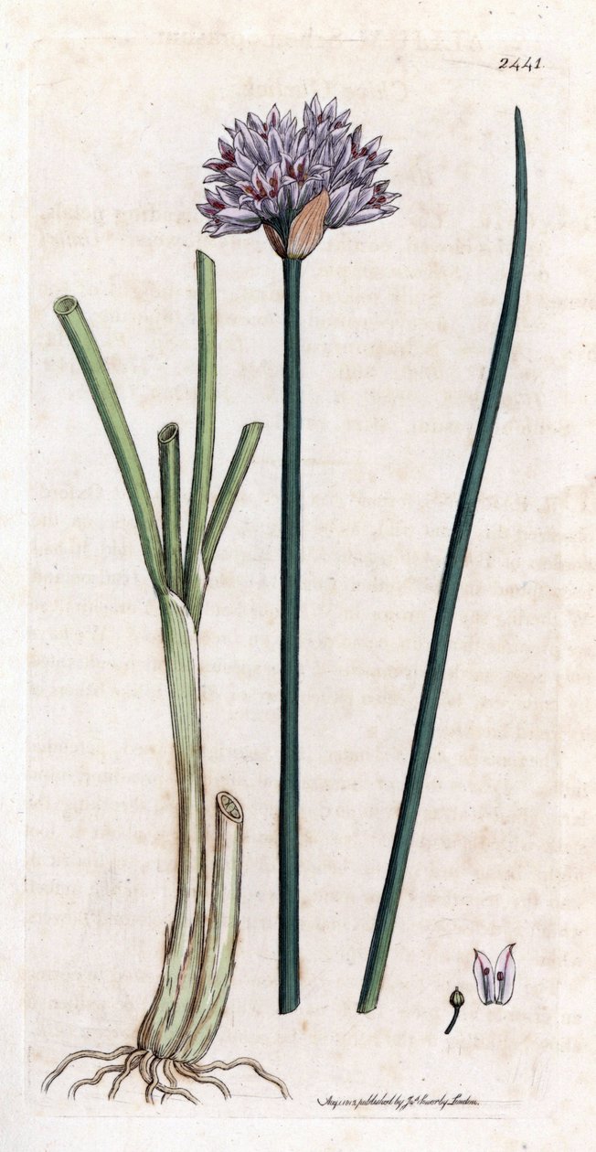 Ruohosipuli (Allium schoenoprasum). Käsinvärjätty kuparikaiverrus James Sowerbyn kasvitieteellisestä kuvituksesta James Smithin kirjaan "English botanical" (1790-1814). Väsymätön Sowerby (1757-1822) piirsi yli 2500 kasvia Smith Mammoth "English Botille tekijältä James Sowerby