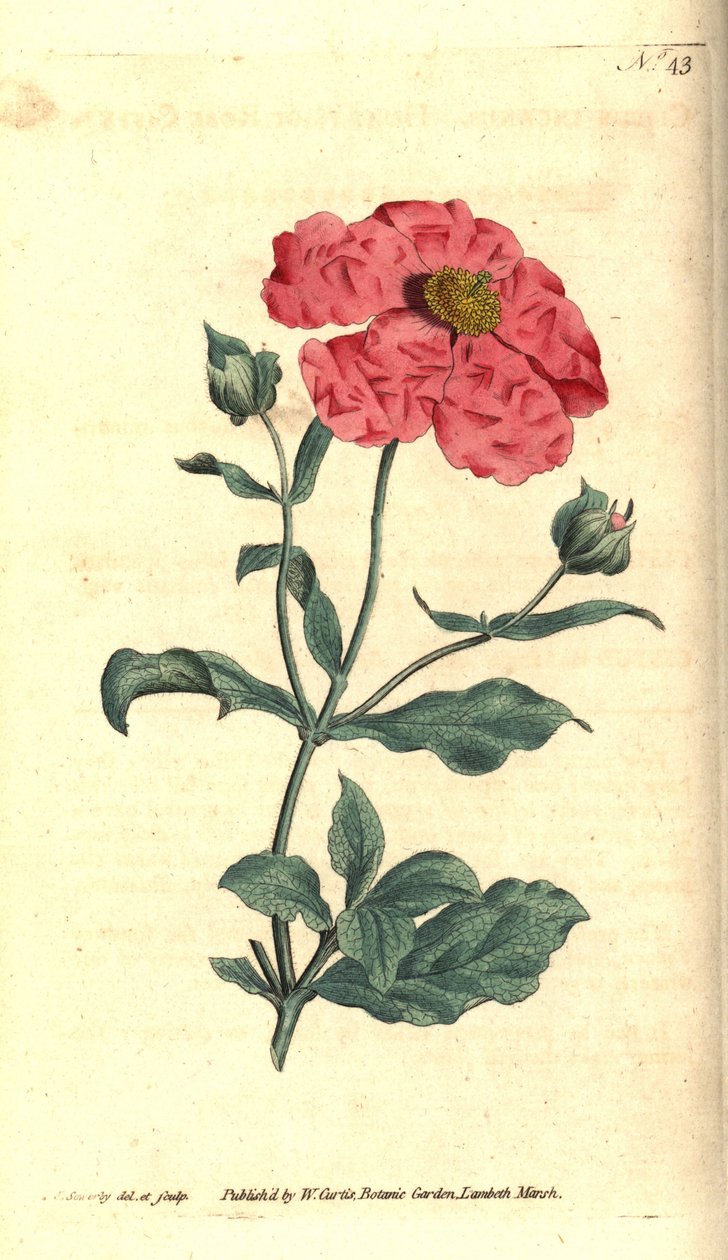 Cistus - Hoary cistus rose gold cistus, Cistus incanus. James Sowerbyn käsinvärinen kuparikaiverrus ja kasvitieteellinen kuvitus William Curtisin The Botanical Magazinesta, Lambeth Marsh, Lontoo tekijältä James Sowerby