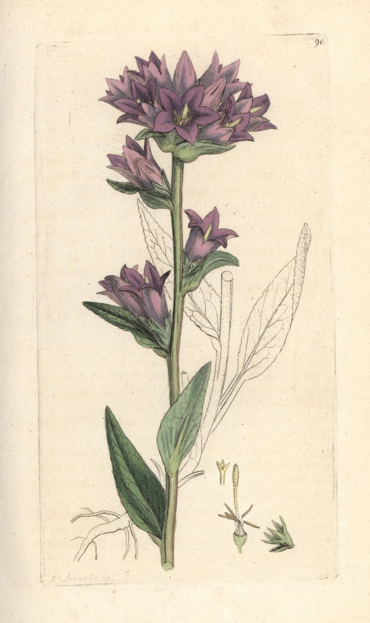 Klusteroitu kellokukka, Campanula glomerata (Campanule agglomeree) Käsinvärinen kuparilevykaiverrus James Sowerbyn piirustuksen jälkeen James Smithin Englannin kasvitieteestä Lontoossa tekijältä James Sowerby