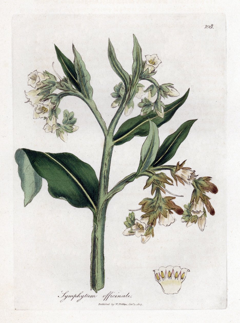 Comfrey - Comfrey, Symphytum officinale. Käsinvärinen kuparilevykaiverrus James Sowerbyn kasvitieteellisestä kuvituksesta William Woodvillesta ja Sir William Jackson Hookerin "" Medical Botany" -teoksesta, John Bohn, Lontoo tekijältä James Sowerby