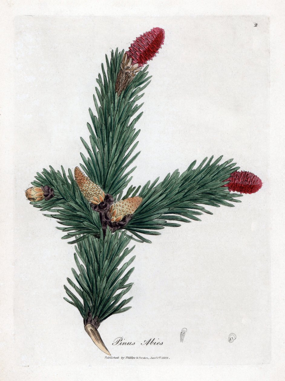 Common Epicea - kuusi, Pinus abies. Käsinvärinen kuparilevykaiverrus James Sowerbyn kasvitieteellisestä kuvituksesta William Woodvillesta ja Sir William Jackson Hookerin "" Medical Botany" -teoksesta, John Bohn, Lontoo tekijältä James Sowerby