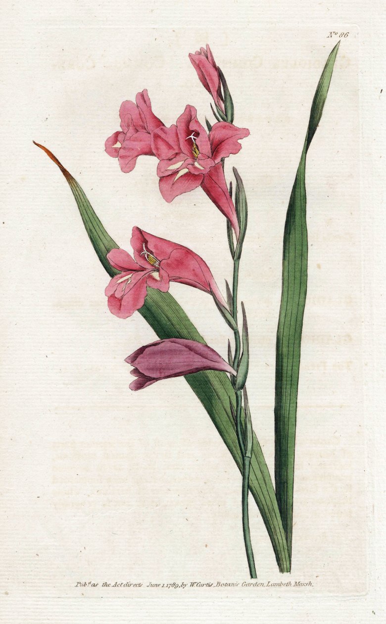 Common Glaieul - James Sowerbyn (1757-1822) litografia, William Curtisin (1746-1799) kasvitieteellinen aikakauslehti tekijältä James Sowerby