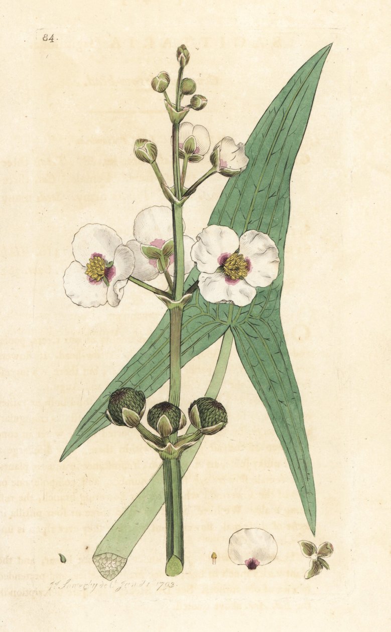 Tavallinen nuolenkärki, Sagittaria sagittifolia (jousimies) Käsinvärinen kuparikaiverrus James Sowerbyn piirustuksen jälkeen James Smithin Englannin kasvitieteestä Lontoossa tekijältä James Sowerby