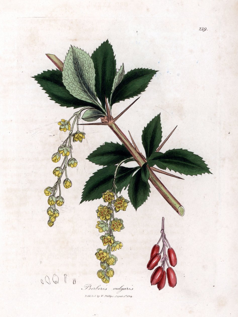 Harvinainen haponmarja - Tavallinen haponmarja, Berberis vulgaris. Käsinvärinen kuparilevykaiverrus James Sowerbyn kasvitieteellisestä kuvituksesta William Woodvillesta ja Sir William Jackson Hookerin "" Medical Botany" -teoksesta, John Bohn, Lontoo tekijältä James Sowerby
