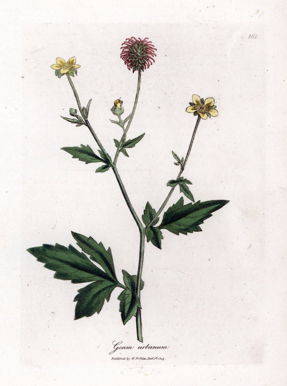 Saint Benoitin tavallinen benoiitti tai ruoho - Wood avens, Geum urbanum. Käsinvärinen kuparilevykaiverrus James Sowerbyn kasvitieteellisestä kuvituksesta William Woodvillesta ja Sir William Jackson Hookerin "" Medical Botany" -teoksesta, John Bohn, Lontoo tekijältä James Sowerby