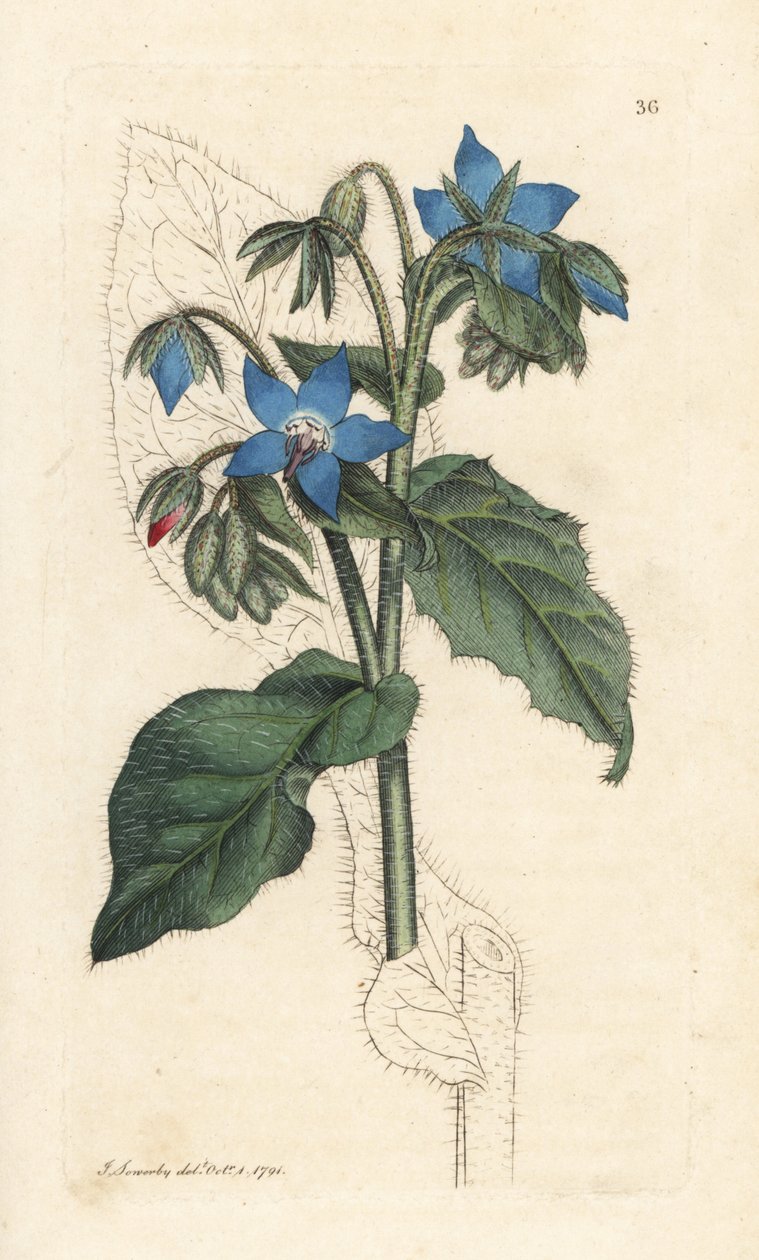 Purasruoho, Borago officinalis (Bourrache officinale) Käsinvärinen kuparikaiverrus James Sowerbyn piirustuksen jälkeen James Smithin Englannin kasvitieteestä Lontoossa tekijältä James Sowerby