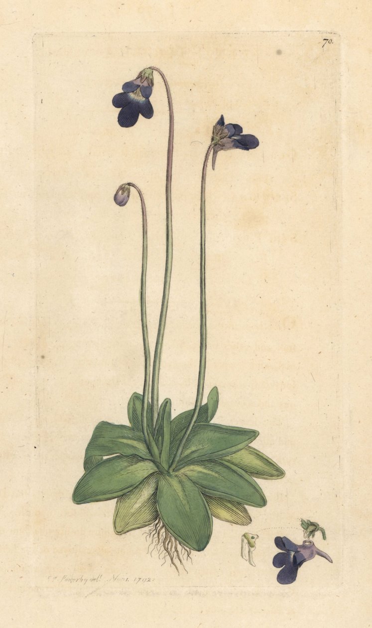 Harvinainen voijuuri, Pinguicula vulgaris (ruoho) Käsinvärinen kuparikaiverrus James Sowerbyn kuvituksen mukaan James Smithin Englannin kasvitieteestä Lontoossa tekijältä James Sowerby