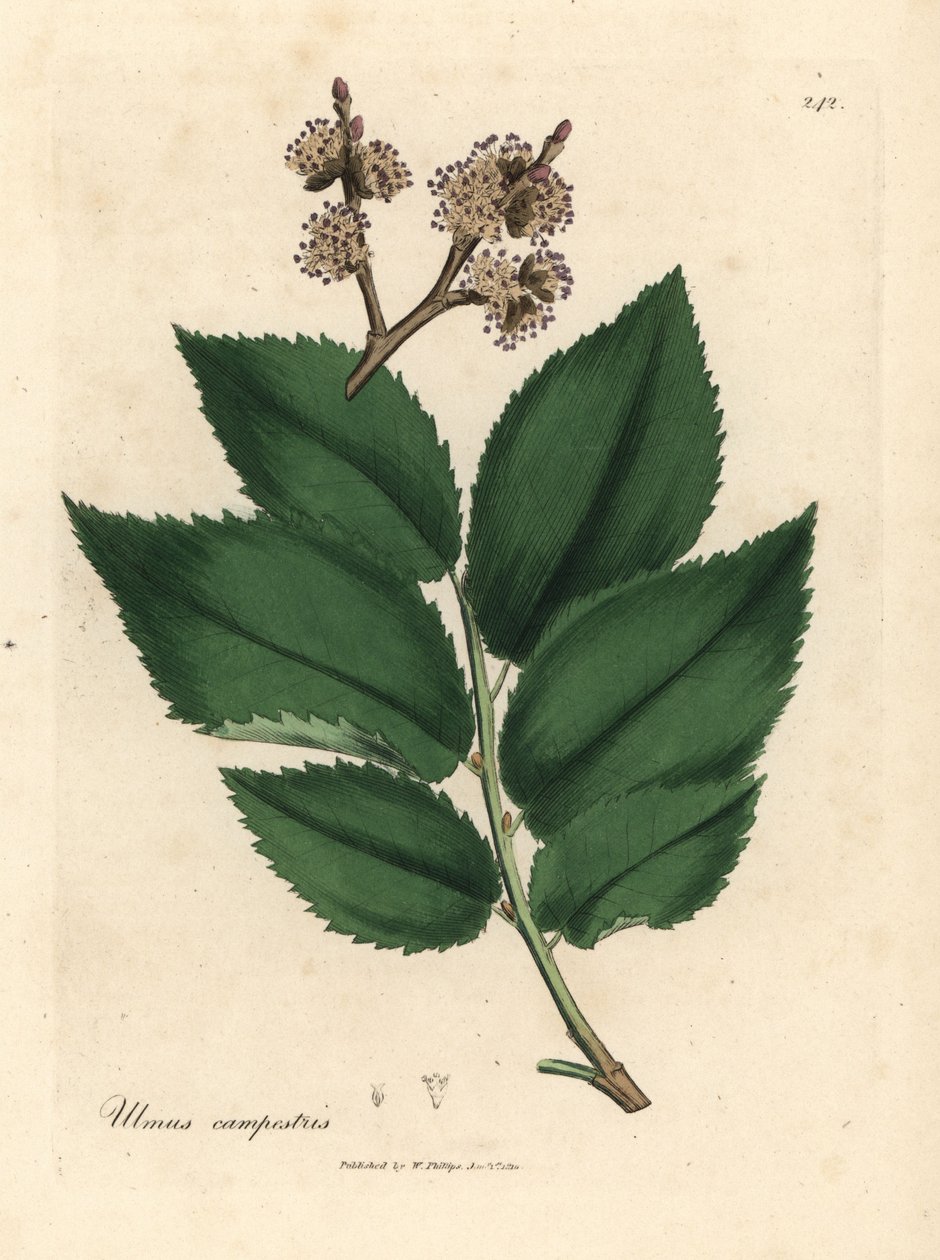Jalava, Ulmus plainstris tekijältä James Sowerby