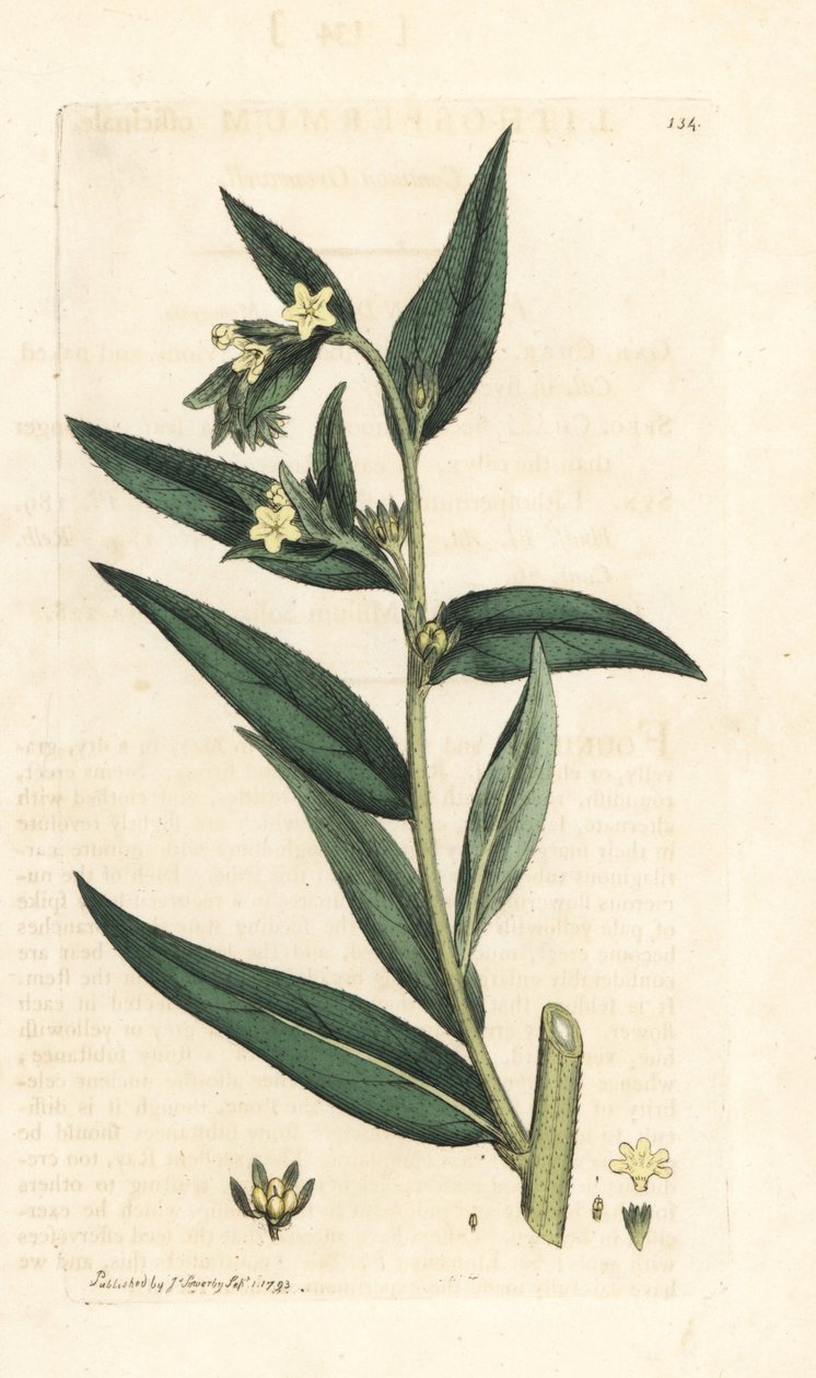 Common Gromwell, Lithospermum officinale (Gremil officinal) Käsinvärinen kuparikaiverrus James Sowerbyn kuvituksen jälkeen James Smithin Englannin kasvitieteellisestä lehdestä Lontoossa tekijältä James Sowerby