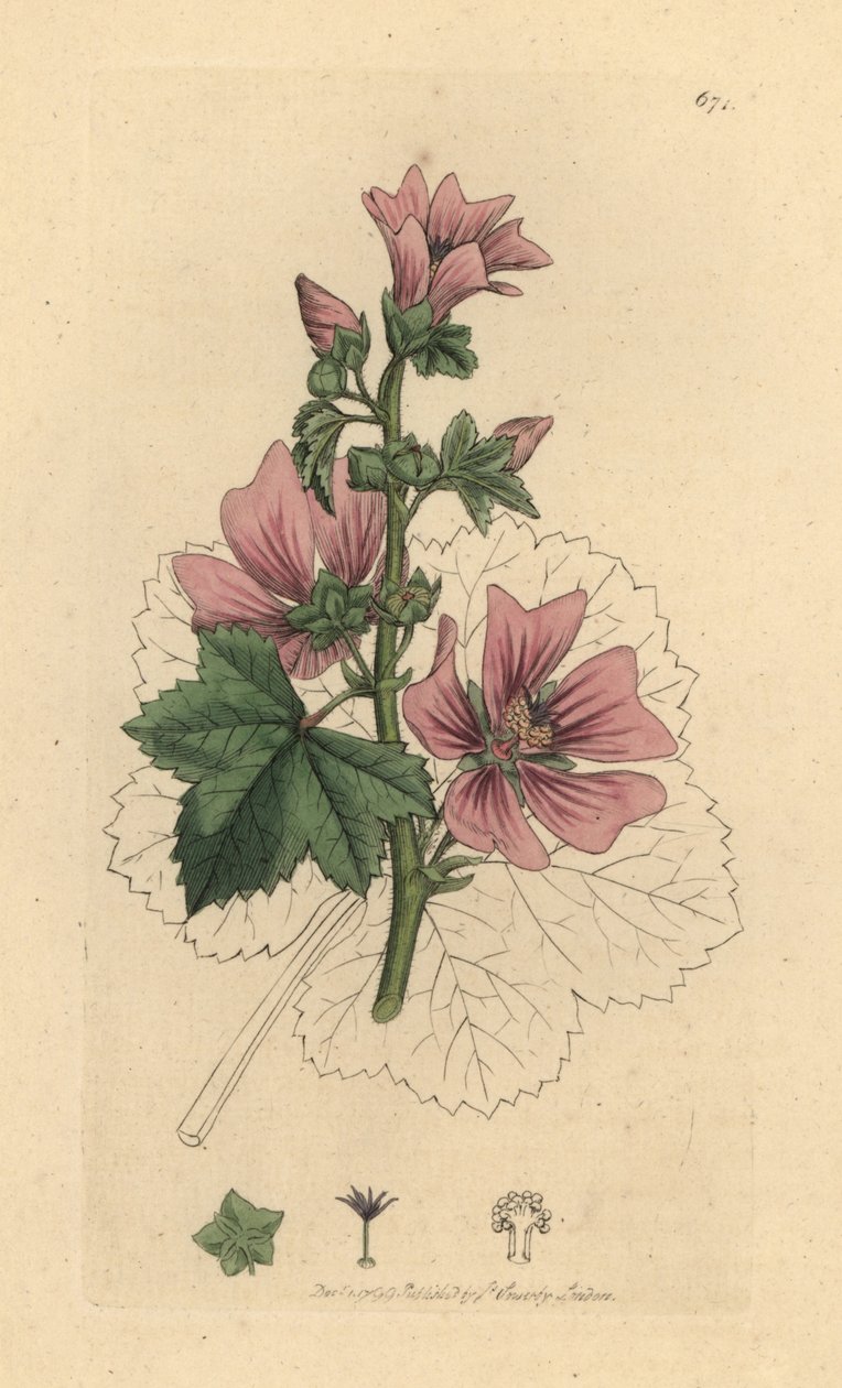Malva, Malva sylvestris Käsinvärinen kuparikaiverrus James Sowerbyn piirustuksen mukaan James Smithin englantilaiseen kasvitieteeseen tekijältä James Sowerby