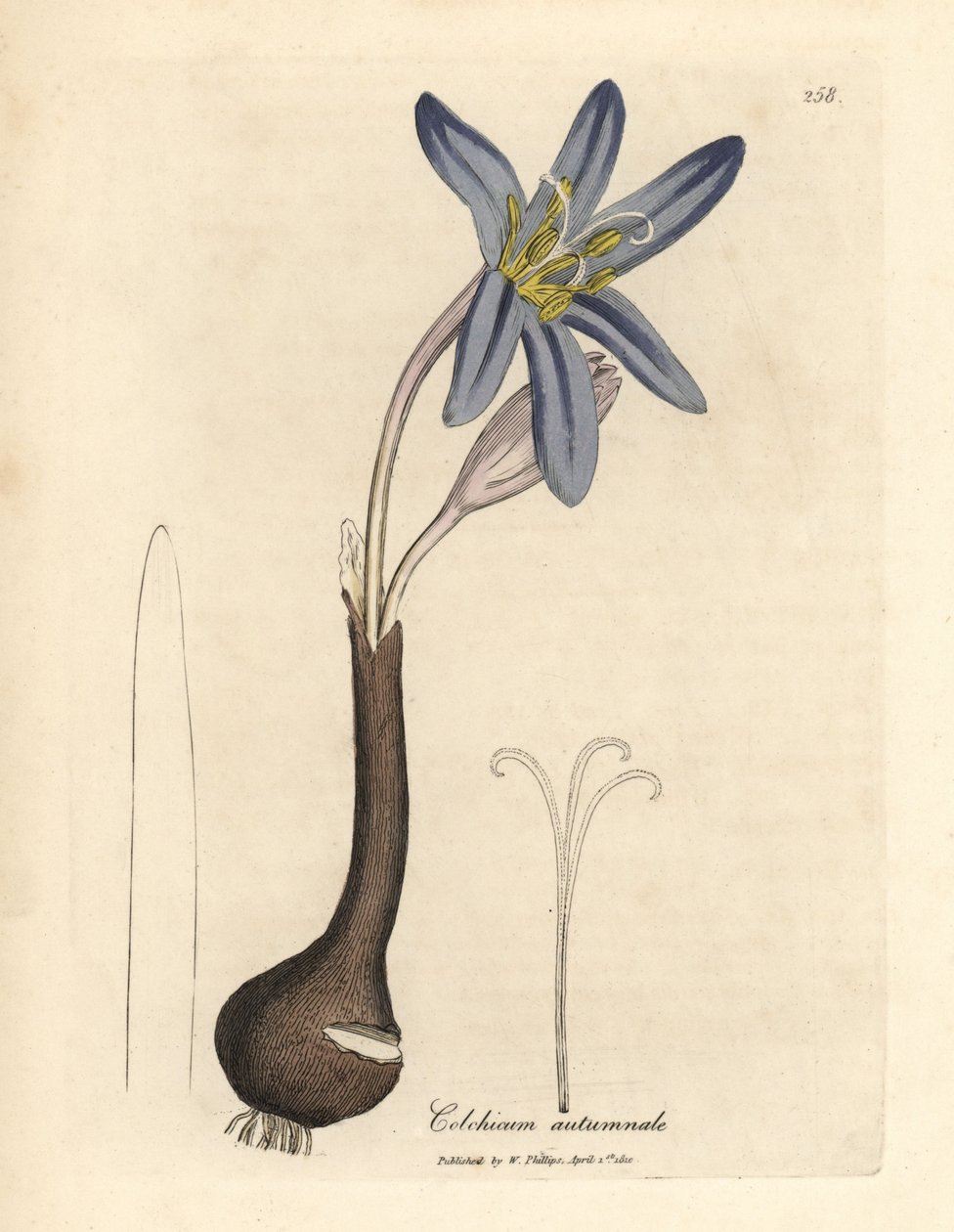 Tavallinen niittysahraami, Colchicum autumnale tekijältä James Sowerby