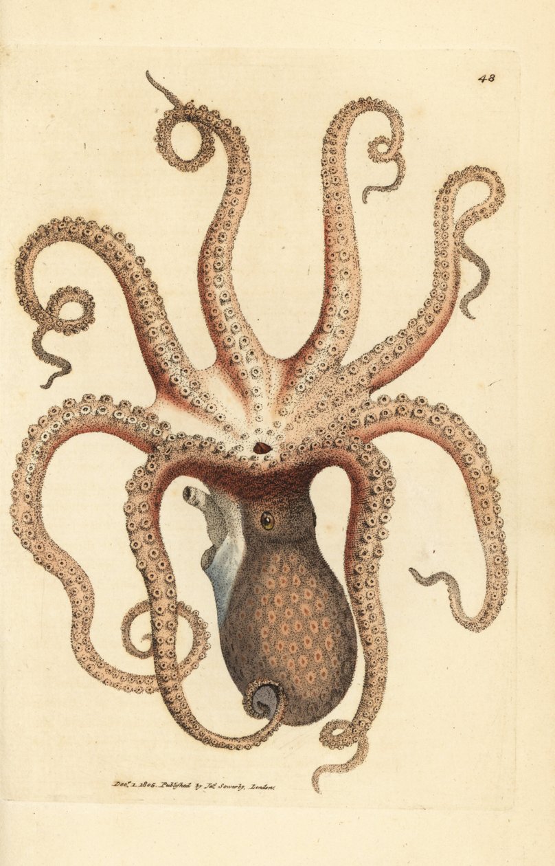 Tavallinen mustekala, Octopus vulgaris (Kahdeksäkäinen seepia, Sepia octopus). James Sowerbyn käsinvärinen kuparikaiverrus The British Miscellanysta tai värillisiä hahmoja uusista, harvinaisista tai vähän tunnetuista eläimistä. tekijältä James Sowerby