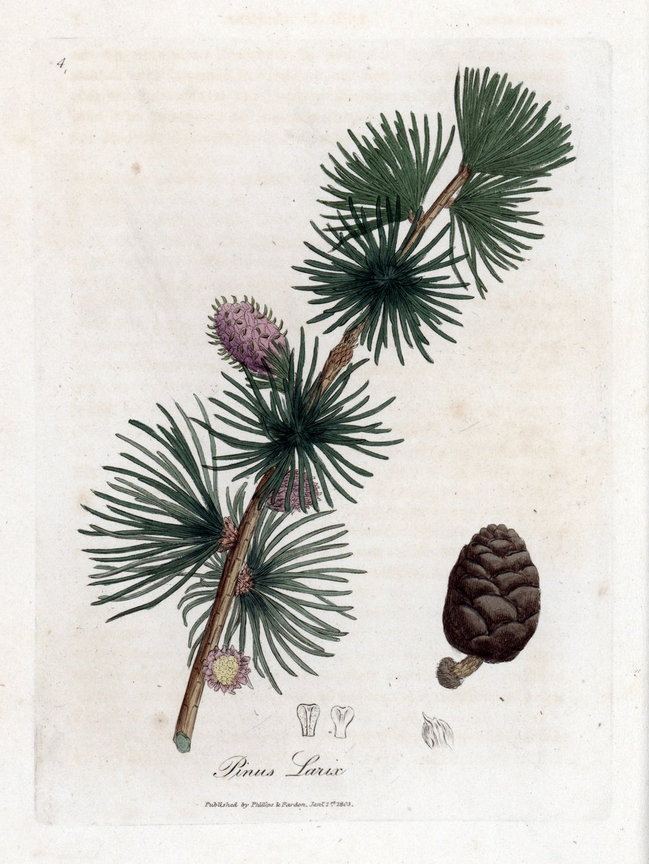Tavallinen tai eurooppalainen meletsi - lehtikuusi, Larix decidua. Käsinvärinen kuparilevykaiverrus James Sowerbyn kasvitieteellisestä kuvituksesta William Woodvillesta ja Sir William Jackson Hookerin "" Medical Botany" -teoksesta, John Bohn, Lontoo tekijältä James Sowerby