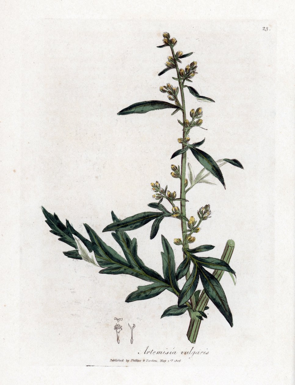 Harvinainen tai mautonta saliharja - Mugwort, Artemisia vulgaris. Käsinvärinen kuparilevykaiverrus James Sowerbyn kasvitieteellisestä kuvituksesta William Woodvillesta ja Sir William Jackson Hookerin "" Medical Botany" -teoksesta, John Bohn, Lontoo tekijältä James Sowerby